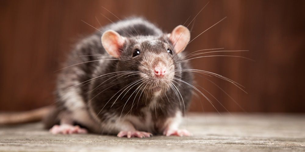 Ratte in der Wohnung bekämpfen