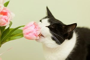 Katze frisst Blumen