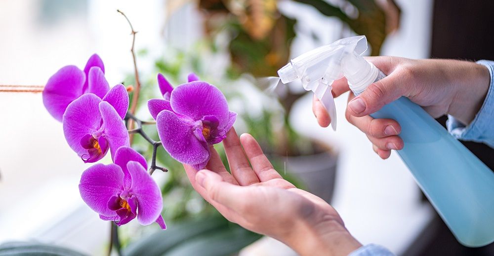 Orchideenpflege: Pflanze mit Wasser besprühen