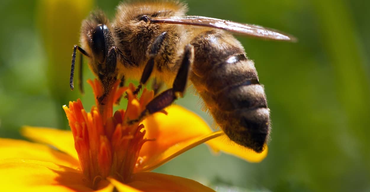 Bienen im Garten ansiedeln