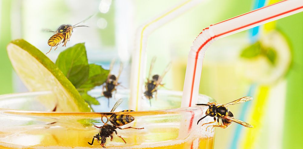 Was hilft gegen Wespenstiche? Hausmittel