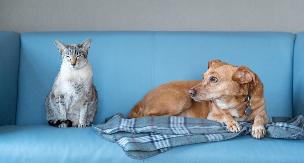 Hund und Katze auf einem Sofa