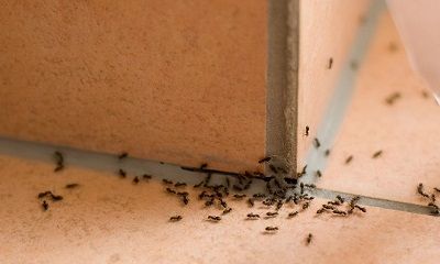 Ameisen laufen über die Fliesen