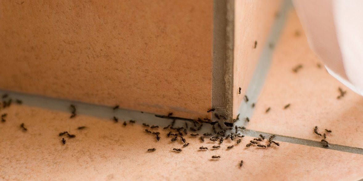 In der Wohnung Ameisen bekämpfen